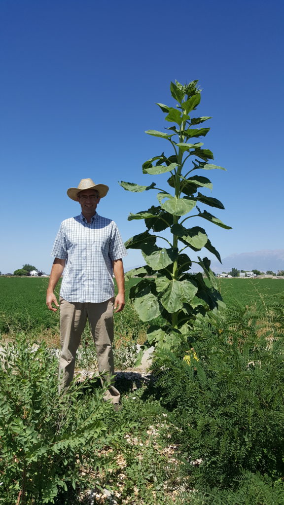Robert with giant sunflower