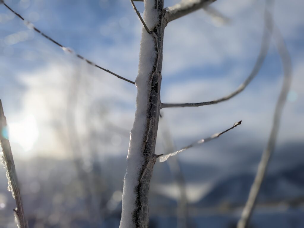 branches with snow on the north side